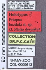 Etikett zu Melanotus schuhi (Platia & Schimmel, 2001)